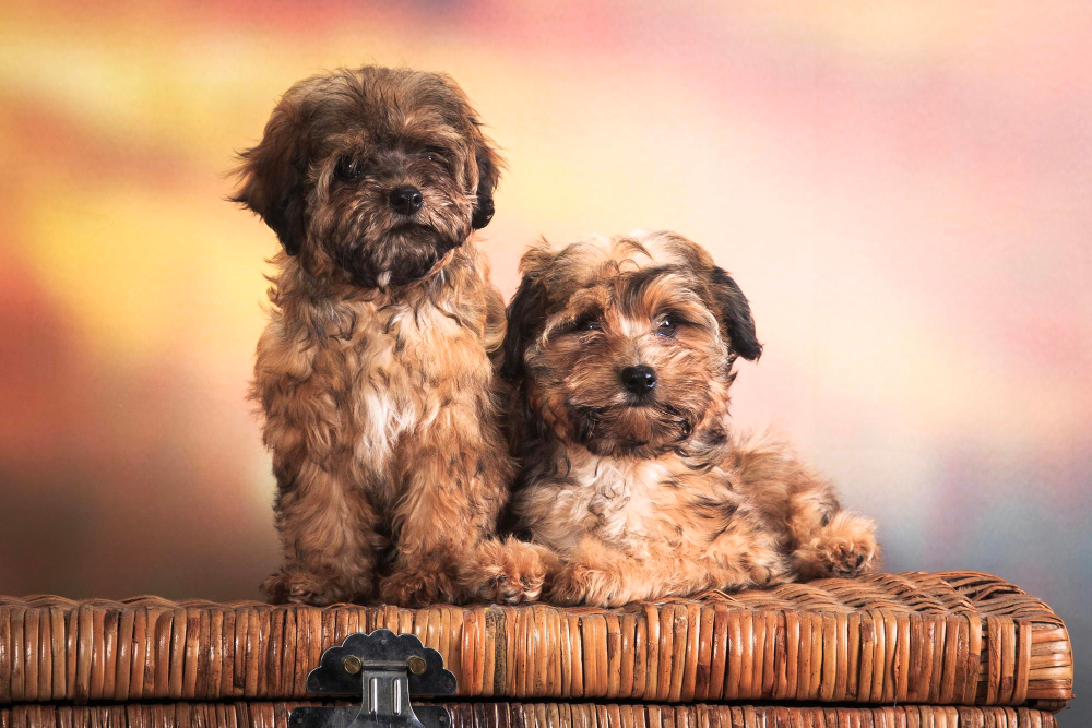 Sesión Fotográfica mascotas
