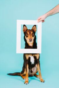 Sesión de fotos mascotas Zaragoza