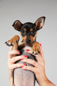 Sesión de fotos mascotas Zaragoza