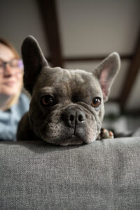 Sesión de fotos mascotas Zaragoza