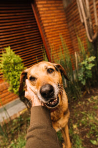 Sesión fotos mascotas Zaragoza