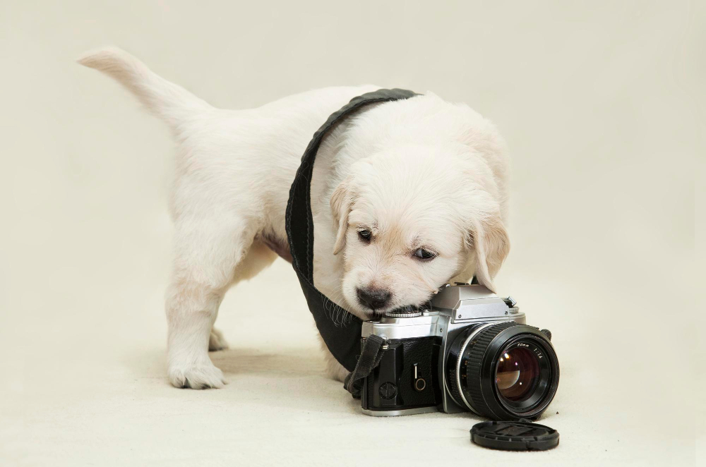 Sesión fotográfica para tu mascota